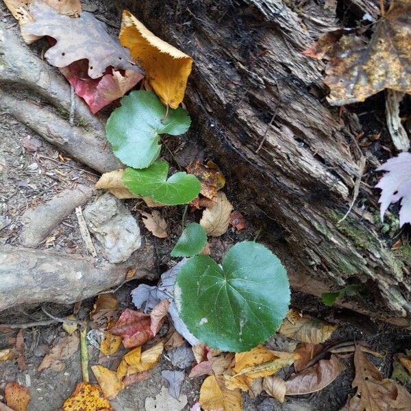 Galax urceolata Leaf