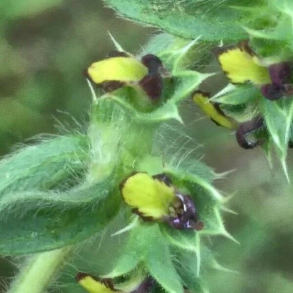 Sideritis montana Õis