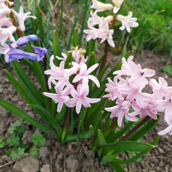 Hyacinthus orientalis Flor