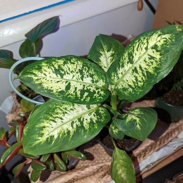 Dieffenbachia seguine Leaf