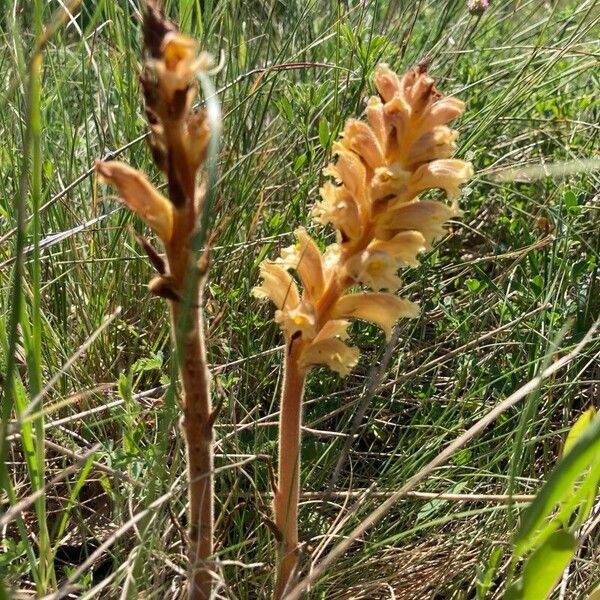 Orobanche lutea Цвят