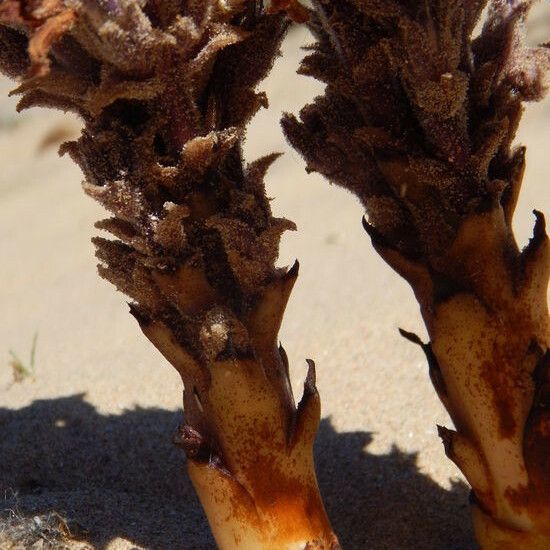 Orobanche cooperi عادت داشتن