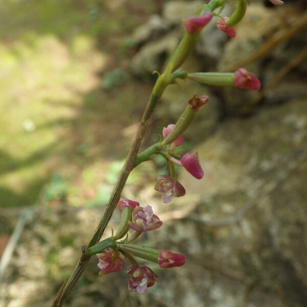 Polystachya concreta Bloem