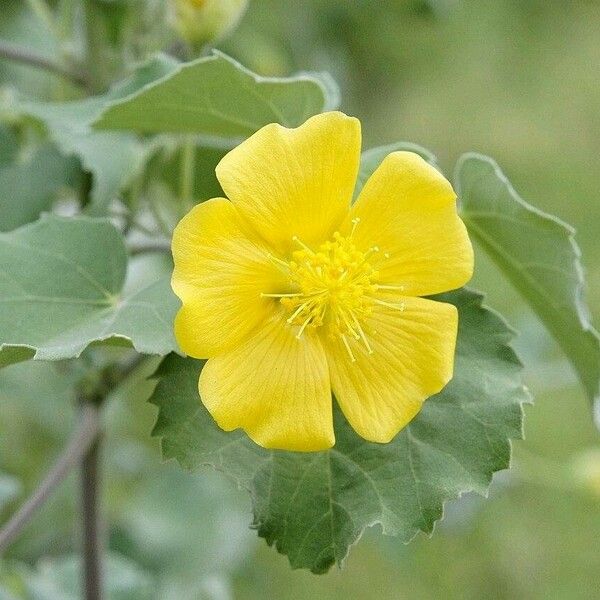 Abutilon indicum 花