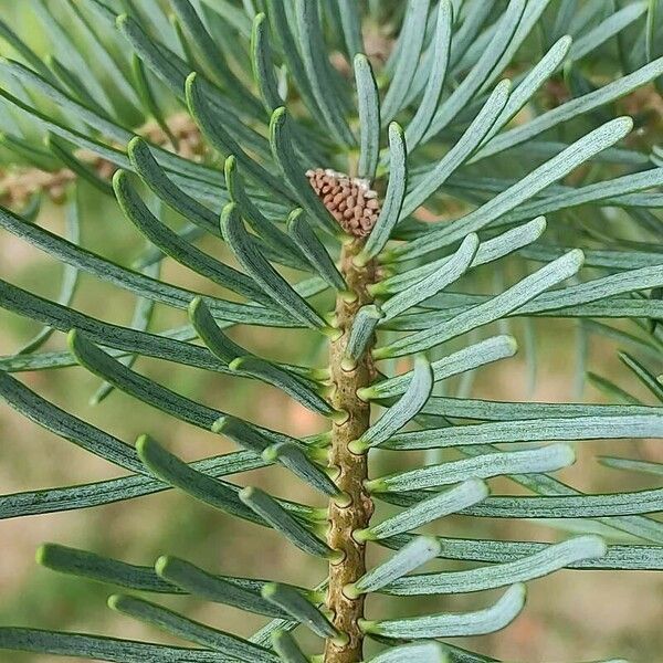 Abies concolor Lapas