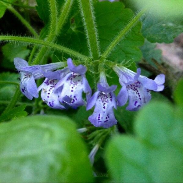 Glechoma hederacea Blüte