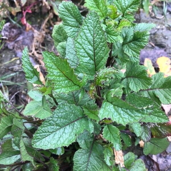 Brassica juncea برگ