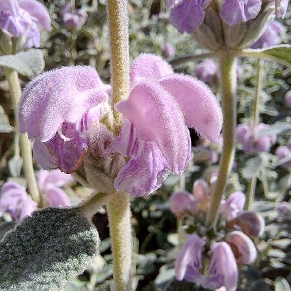 Phlomis purpurea Õis