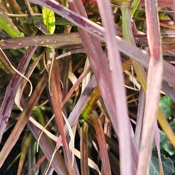 Pennisetum setaceum Levél