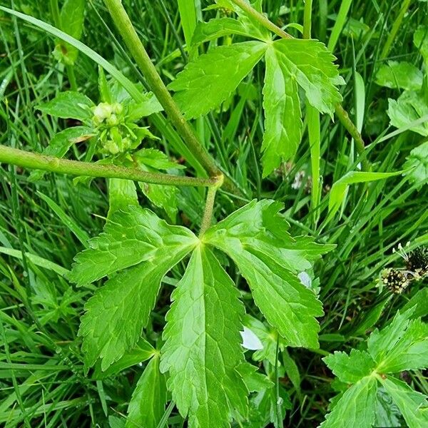 Ranunculus aconitifolius Leaf