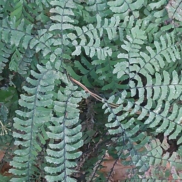 Adiantum pedatum Blad