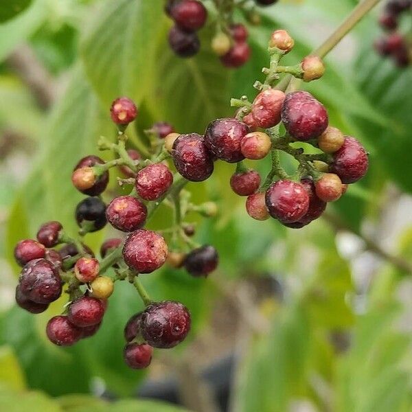 Picrasma excelsa Fruit