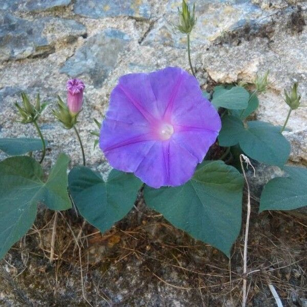 Ipomoea indica Žiedas