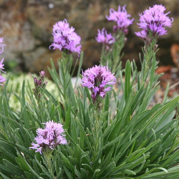 Liatris punctata 整株植物