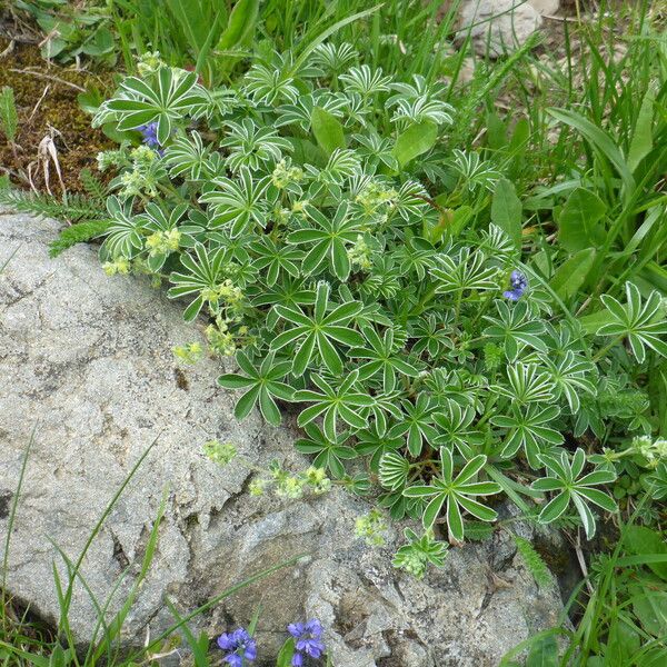 Alchemilla alpigena ᱵᱟᱦᱟ