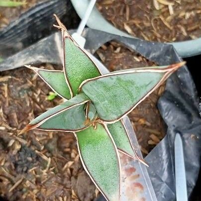 Sansevieria ehrenbergii Blad