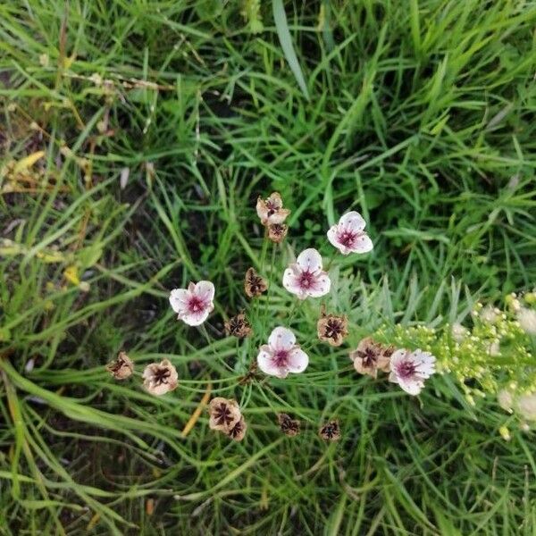 Butomus umbellatus Flower