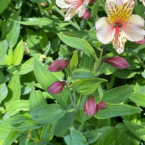 Alstroemeria ligtu Frunză