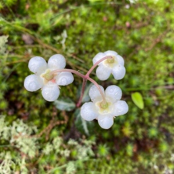 Chimaphila maculata പുഷ്പം