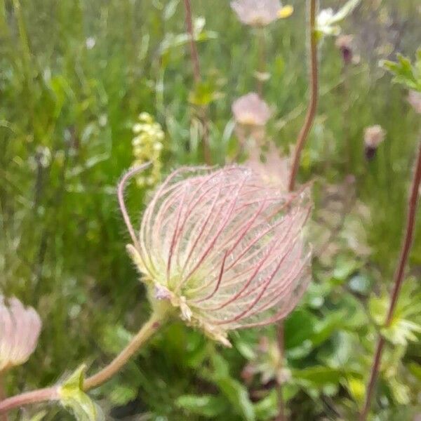 Geum reptans Kukka