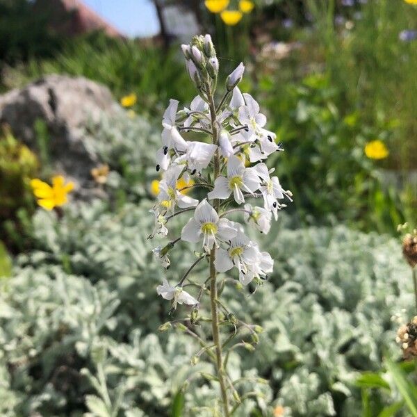 Veronica gentianoides Flor