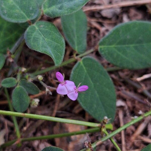 Desmodium scorpiurus Žiedas