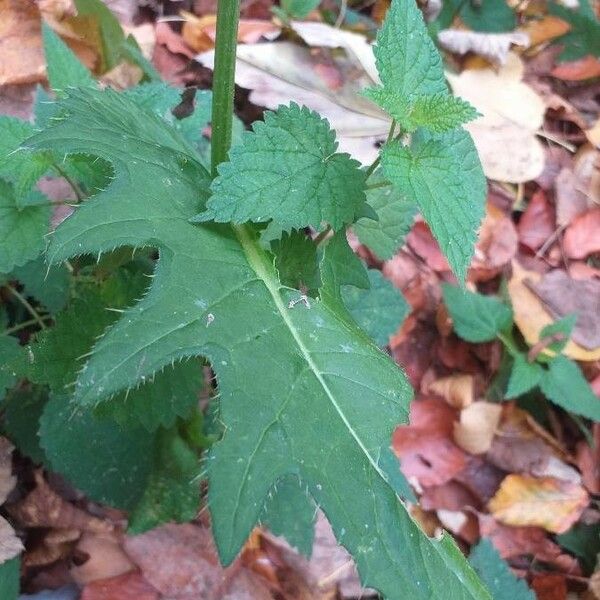 Cirsium oleraceum পাতা