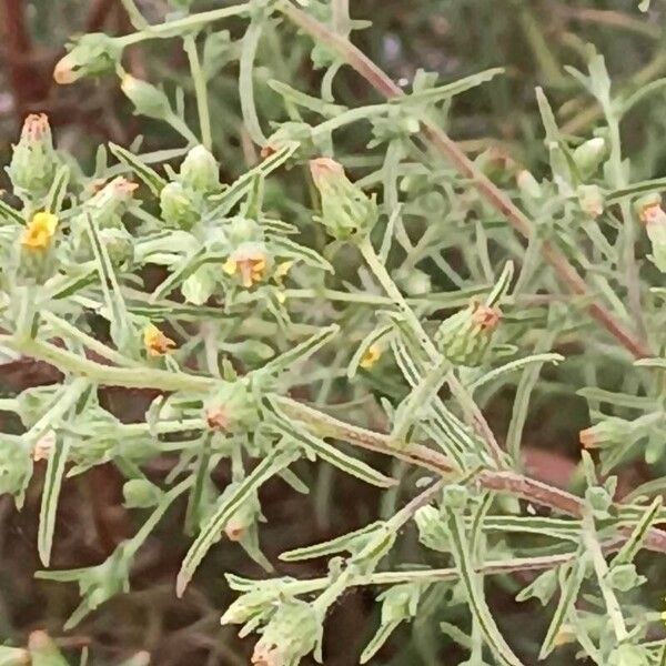 Dittrichia graveolens Feuille