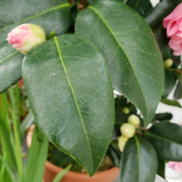 Camellia japonica Lapas