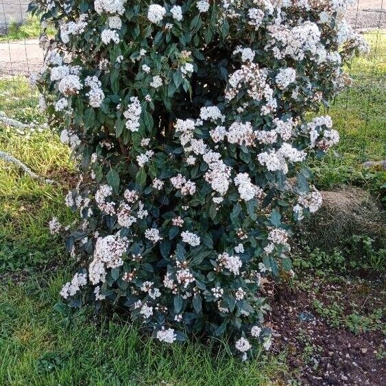 Viburnum tinus Vivejo