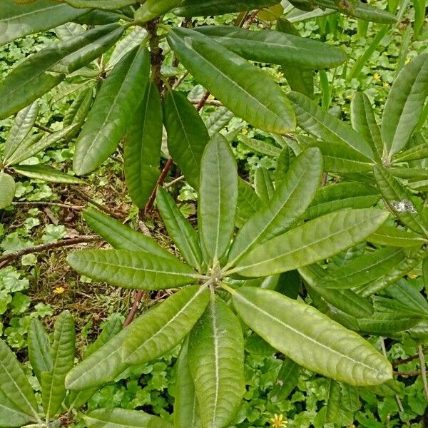 Rhododendron brachycarpum Листок