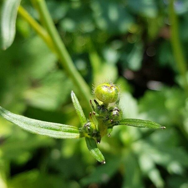 Ranunculus acris Sonstige