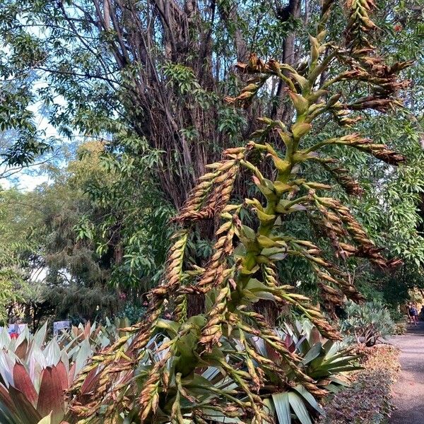 Vriesea imperialis Fruit