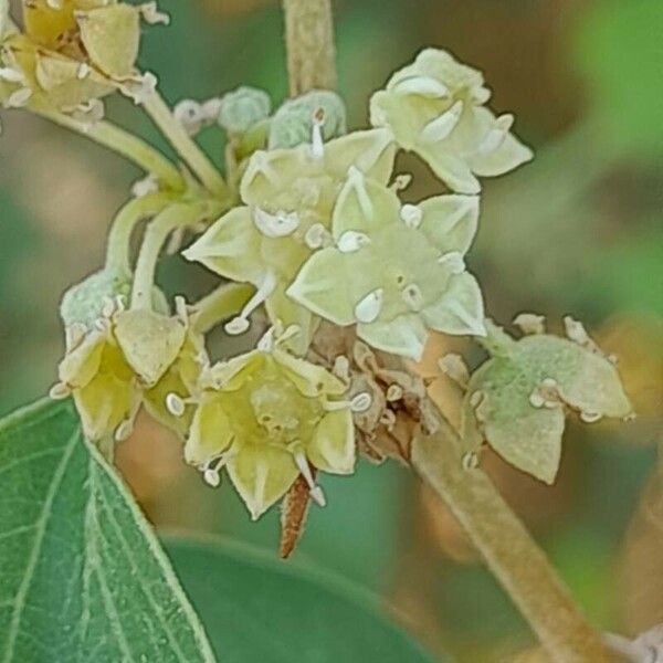 Ziziphus spina-christi Flower