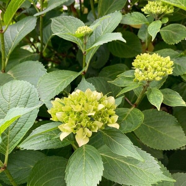 Hydrangea macrophylla Çiçek