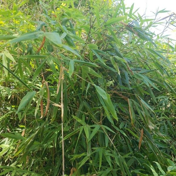 Phyllostachys aurea Leht