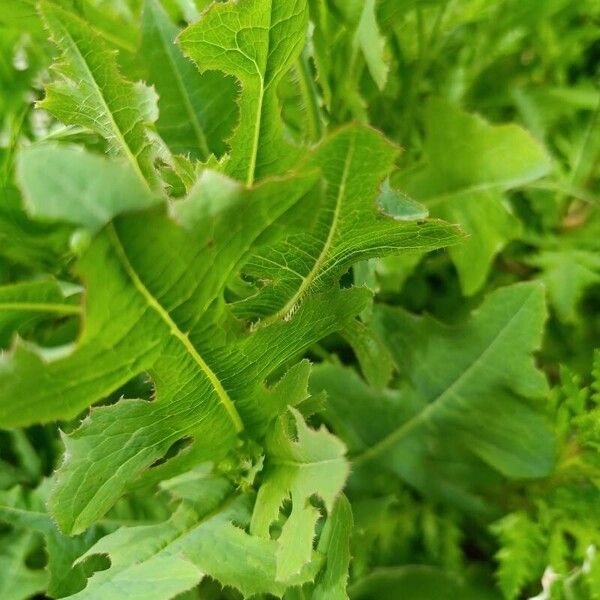 Sonchus arvensis Fuelha