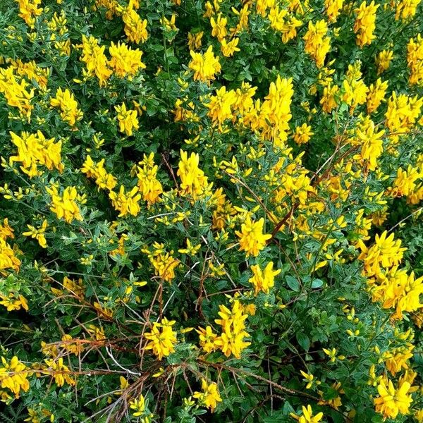 Genista tinctoria Habit