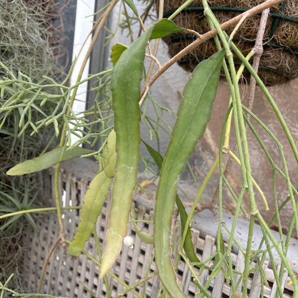 Pseudorhipsalis ramulosa Leaf