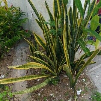 Sansevieria trifasciata Habit