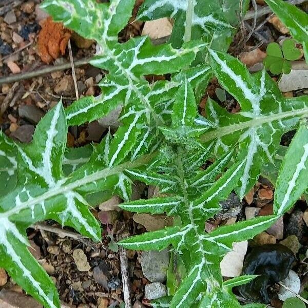 Galactites tomentosus Blad