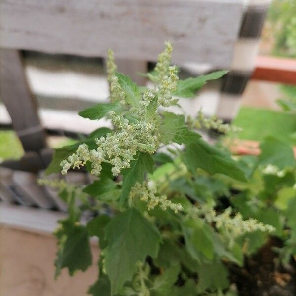 Chenopodium album 花