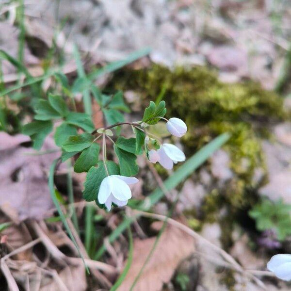 Isopyrum thalictroides Квітка