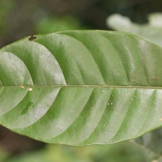 Trichilia schomburgkii Hoja