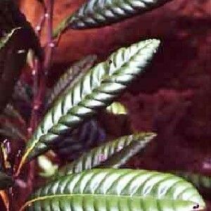 Nothofagus codonandra Leaf