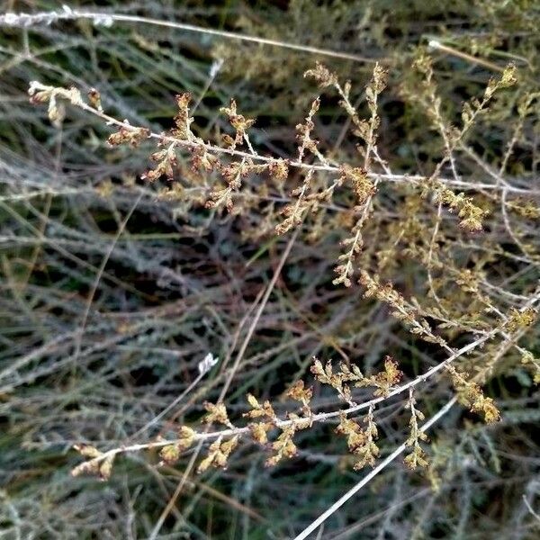 Caroxylon vermiculatum Плод