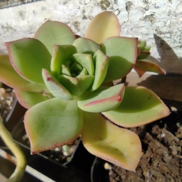 Aeonium haworthii Folha