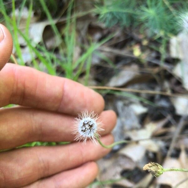 Krigia virginica Fruto