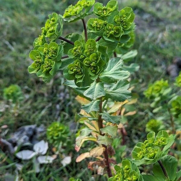 Euphorbia helioscopia ᱥᱟᱠᱟᱢ