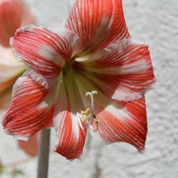 Hippeastrum vittatum Flower